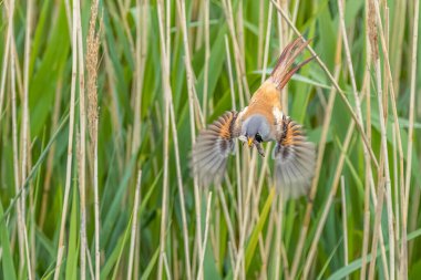 Male Bearded tit (Panurus biarmicus) with food clipart