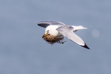 Kittiwake (Rissa tridactyla) yuvalanma malzemesiyle uçuyor