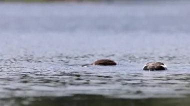 Goldeneye (Bucephala clurla) bir göl üzerinde.