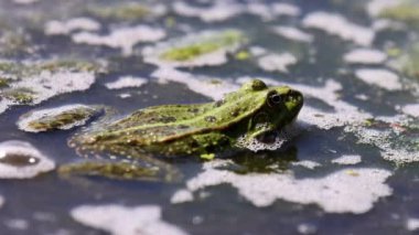 Bataklık kurbağası (Pelophylax ridibundus) bir gölde, 4K video.