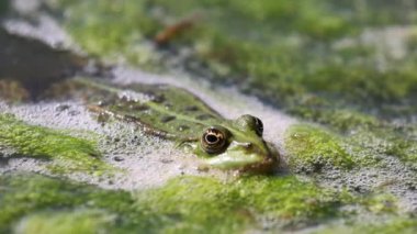 Bataklık kurbağası (Pelophylax ridibundus) bir gölde, 4K video.