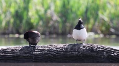 Goldeneye (Bucephala clurla) bir gölün üzerindeki kütük üzerinde.
