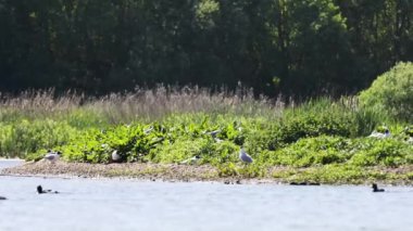 (Chroicocephalus ridibundus) 4K Video.
