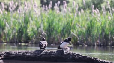 Altın Göz (Bucephala clangula) bir doğa rezervi üzerindeki bir günlük üzerinde.