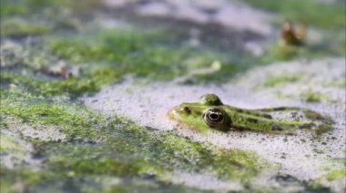 Bataklık kurbağası (Pelophylax ridibundus) bir gölde, 4K video.