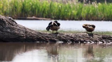 Mallard (Anas platyrhynchos) göldeki bir kütük üzerinde, 4K Video.