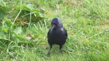 Karga (Corvus monedula) çimenlerde yiyecek arıyor, 4K video
