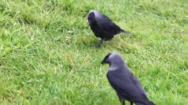 Karga (Corvus monedula) çimenlerde yiyecek arıyor, 