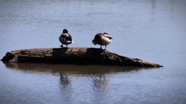 Mallard (Anas platyrhynchos) göldeki bir kütük üzerinde, 4K Video.