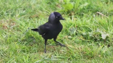 Karga (Corvus monedula) çimenlerde yiyecek arıyor.