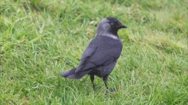 Karga (Corvus monedula) çimenlerde yiyecek arıyor.