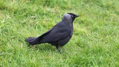 Karga (Corvus monedula) çimenlerde yiyecek arıyor.