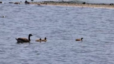 Kanada kaz (Branta canadensis) civcivlerle, o bir doğa tersine, 4K Video.