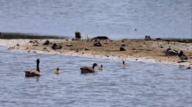 Kanadalı kaz (Branta canadensis) ve piliçler, 4K Video.