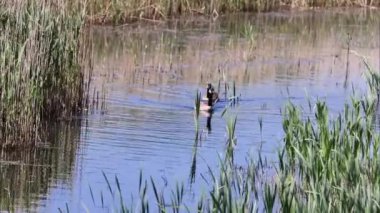 Kanada kazı (Branta canadensis) gölde, 4k video