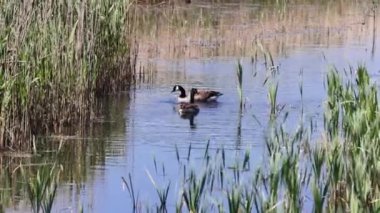Kanada kazı (Branta canadensis) gölde, 4k video