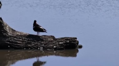 Oystercatcher (Haematopus ostralegus) göldeki bir kütükten uçar..