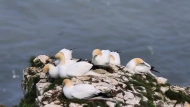 Sümsük kuşu (Morus bassanus) bir uçurumun kenarında kur yapma ayininde.