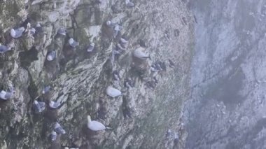 Sisli bir günde uçurumun kenarındaki deniz kuşları.