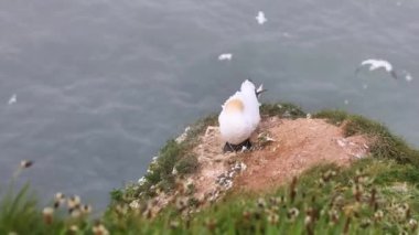 Sümsük kuşu (Morus bassanus) bir uçurumun kenarında rüzgarlı bir günde.