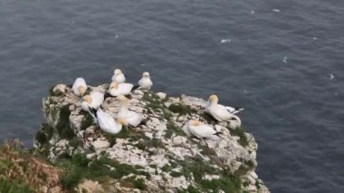 Sümsük kuşu (Morus bassanus) bir uçurumun kenarında.