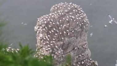 Yorkshire kıyısındaki Bempton uçurumlarındaki Gannet (Morus bassanus) kolonisi.