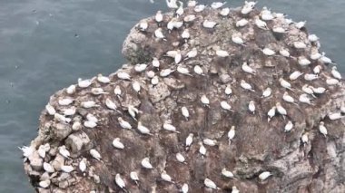 Yorkshire kıyısındaki Bempton uçurumlarındaki Gannet (Morus bassanus) kolonisi.