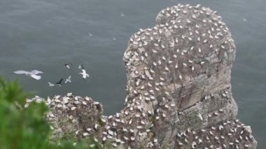 Yorkshire kıyısındaki Gannet (Morus bassanus) kolonisi.