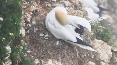 Bir uçurumun kenarında Gannet (Morus bassanus), 4K Video.