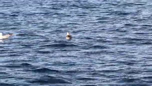 Due Gabbiani Stanno Serenamente Oscillando Sul Mare Onde Riposo Guardando — Video Stock