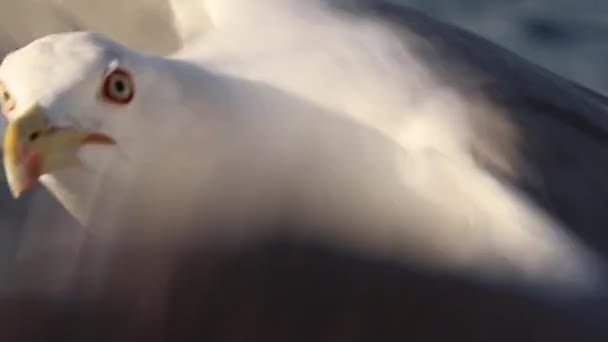 飛行中のカモメはカメラを見て水の上に着陸します — ストック動画