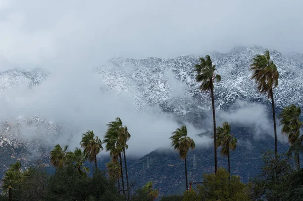 カリフォルニア州パサデナで見られる突風 背景に雪に覆われた南向きのヤシの木とサンガブリエル山脈 — ストック写真