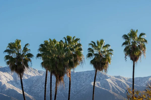 Snow San Gabriel Mountains Palm Trees Foreground Looking North Pasadena — Stock Photo, Image
