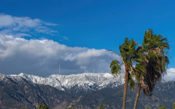 カリフォルニア州パサデナで見られる強風 背景に雪のあるヤシの木とサンガブリエル山脈 北を見る — ストック写真