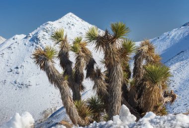 Joshua ağaçları, yucca brevifolia, Sierra Nevada sıradağları, Inyo County, Güney Kaliforniya 'da karlı dağlara karşı gösterilir..