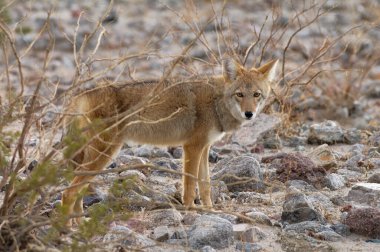 Coyote, Canis Latrans, Ölüm Vadisi Ulusal Parkı, Kaliforniya, ABD.