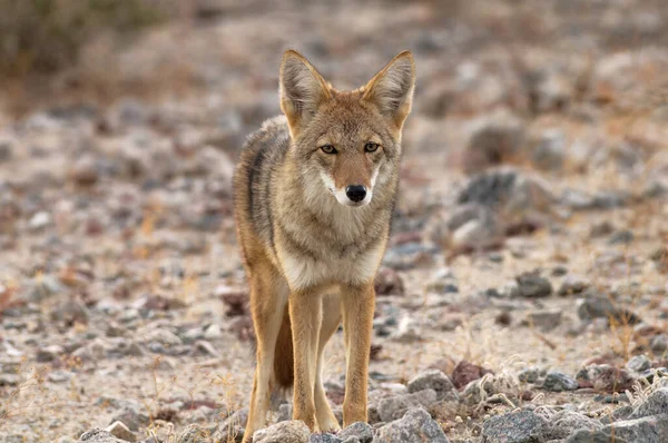 Coyote Canis Latrans 在美国加利福尼亚死亡谷国家公园展出 — 图库照片