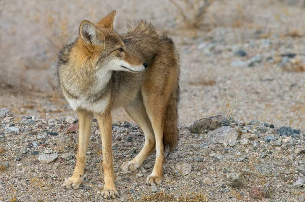 Coyote Canis Latrans Shown Death Valley National Park California United — стокове фото