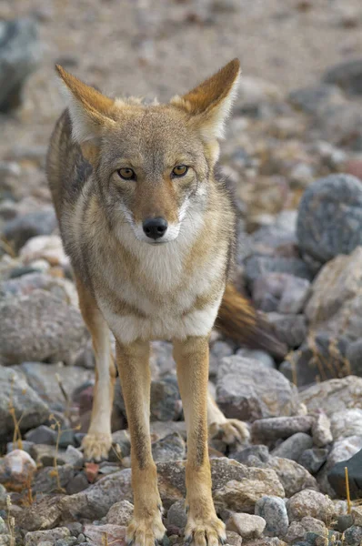 Coyote Canis Latrans Mostrado Death Valley National Park California Estados — Foto de Stock