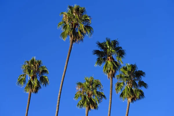 Пальмы Показанные Конце Дня Южной Калифорнии Фоне Ясного Голубого Неба — стоковое фото