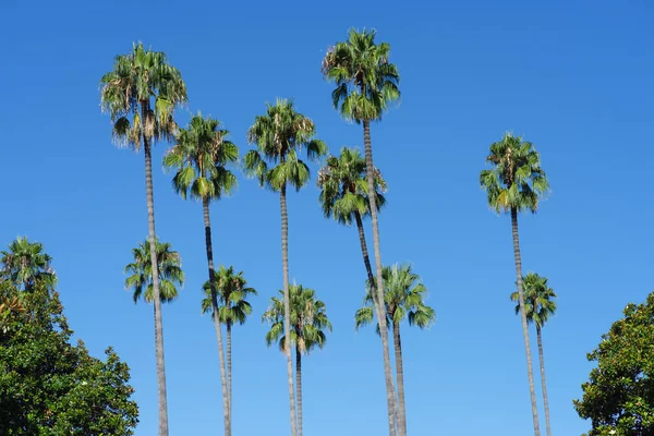 晴れた日に南カリフォルニアで示された 青く澄んだ空のパームツリー ロイヤリティフリーのストック画像