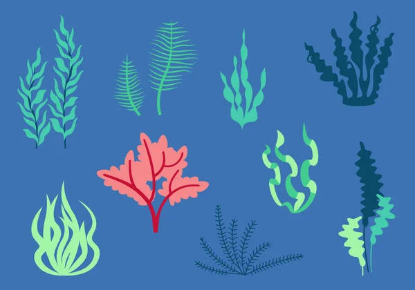 一组扁平的不同海藻 美丽的设计元素 — 图库矢量图片