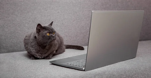 The gray cat is looking at the laptop. A gray Scottish cat sits on the couch near laptop.