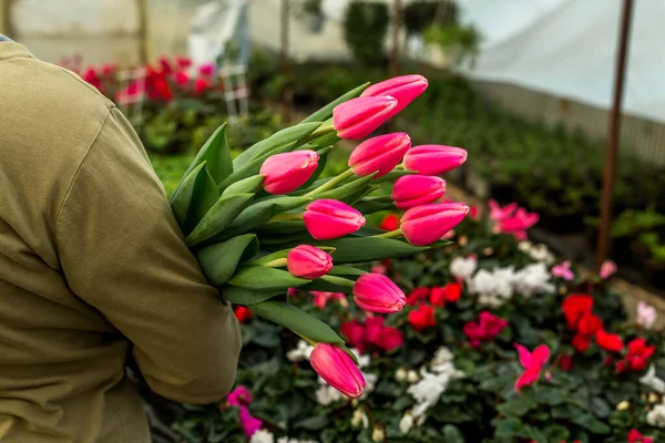 Bir kadın elinde bir buket pembe lale tutuyor. Uluslararası Kadınlar Günü. 8 Mart. Anneler Günü