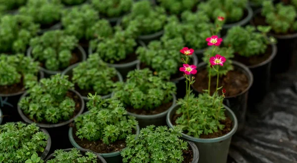 Many black flower pots with seedlings in a large greenhouse. Close up. Saxifrage.