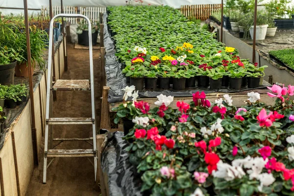 Stepladder Greenhouse Flowers Stepladder Garden Staircase Small Business Spring Flowers — Foto Stock