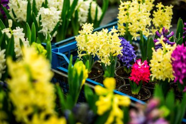 Çiçek saksısında çok renkli sümbüller. Bahar. Uluslararası Kadınlar Günü. Dünya Günü Çiçek Günü. Anneler Günü.
