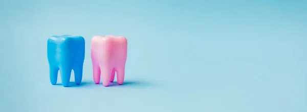 Two pink and blue teeth on a blue background. Dental health concept. Flat lay, top view, copy space for text. Stomatology. Place for text. Oral health and dental inspection teeth. Dentistry