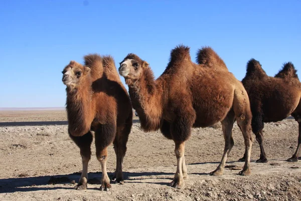 Двуногий Верблюд Монголии — стоковое фото