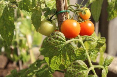 Close-up of a growing tomato plant